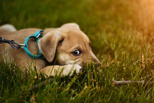 tan puppy lying down in grass